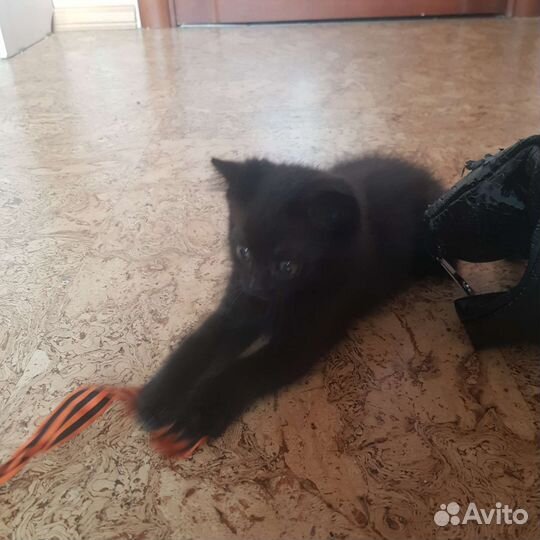 Черный котенок в добрые руки приучен к лотку