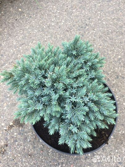 Можжевельник блю эрроу, мунглоу, мофат блю, блючип