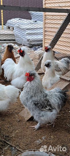 Петухи порода китайская шелковая