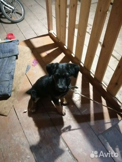 Собака в добрые руки щенок