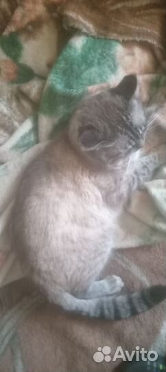 Полу сиамский кот