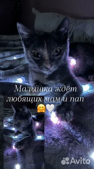 Кошечка черепахового окраса