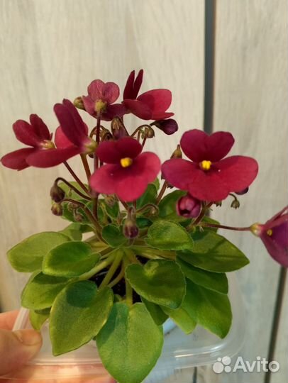 Цветущие фиалки