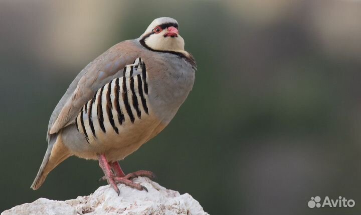 Азиатская куропатка Кеклик