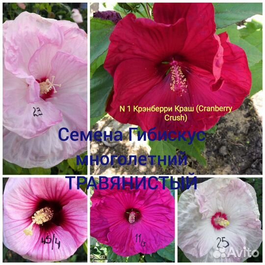 Семена свои Гибискус многолетний травянистый