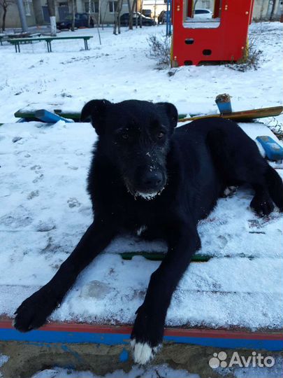 Дина ищет дом