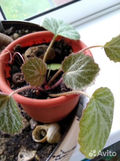 Домашнее растение