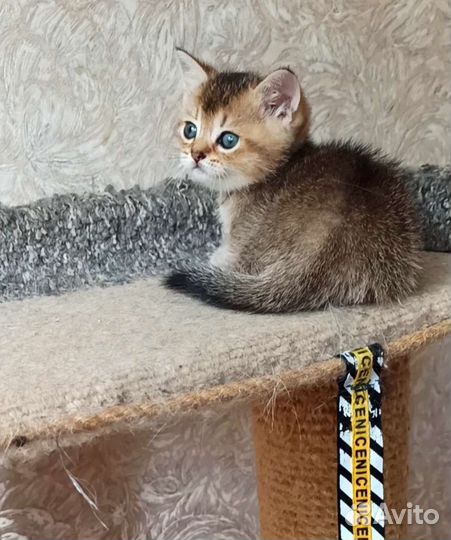 Золотой мальчик