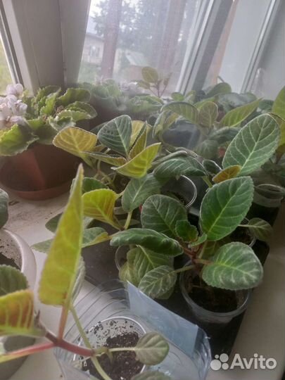 Молодые глоксинии. С бутонами и без. Цвет сюрприз