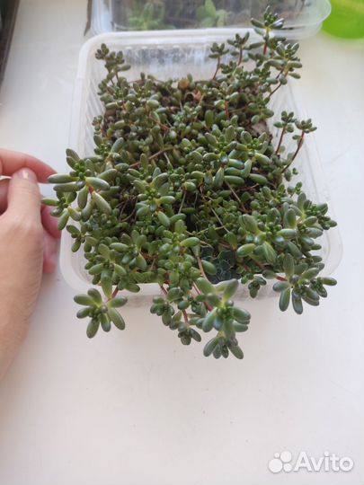 Очиток седум