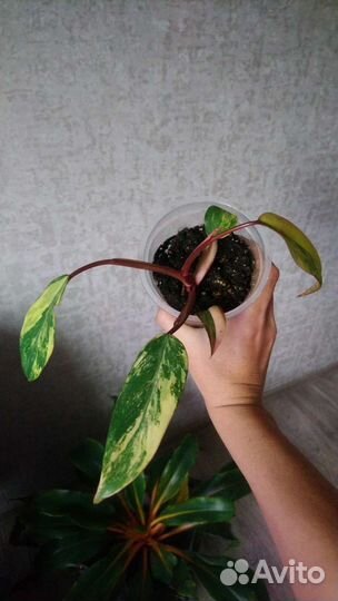 Филодендрон рэд эмеральд