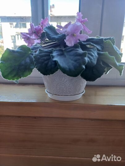 Фиалки в кашпо