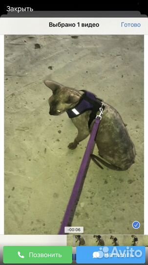 Кошка сфинкс