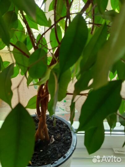 Фикус бенджамина плетеный
