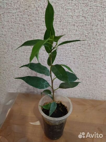 Фикус Бенджамина