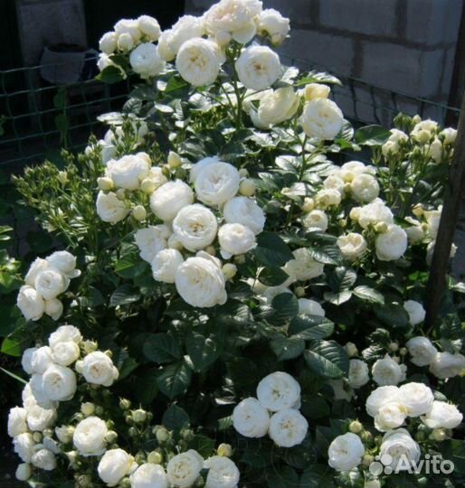 Роза Артемис-обильноцветущий шраб