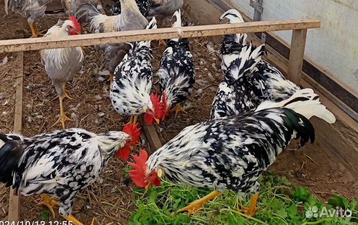 Племенные петушки