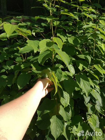 Говении Конфетное Дерево Саженцецы и Семена