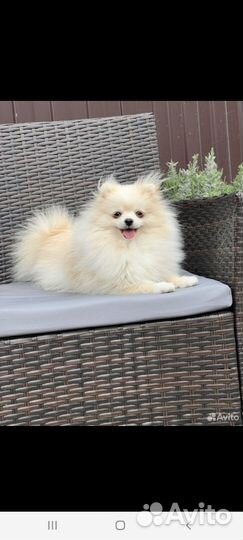 Шпиц РКФ вязка