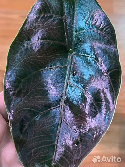 Алоказия Азлани клубни