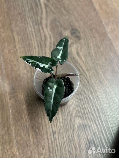 Алоказия бамбино пинк вариегатная