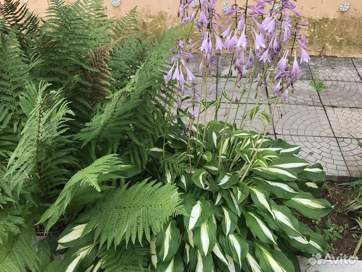 Многолетники