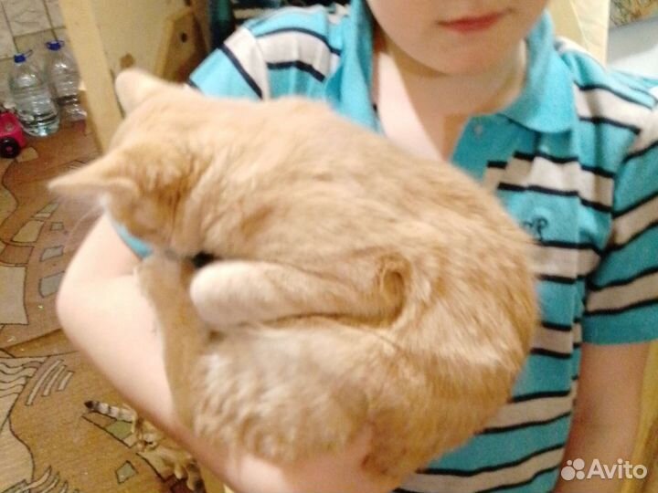 Отдам котика. к лотку приучен. ест все подряд