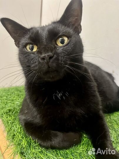 Кошечка Пантерка