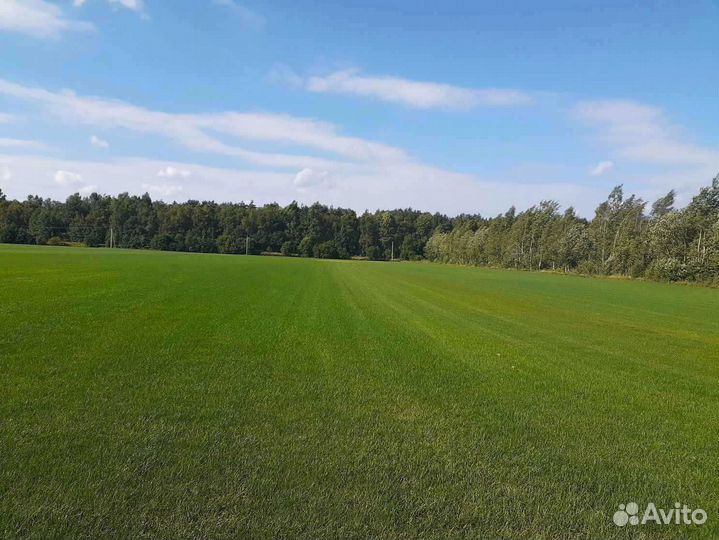 Укладка газона