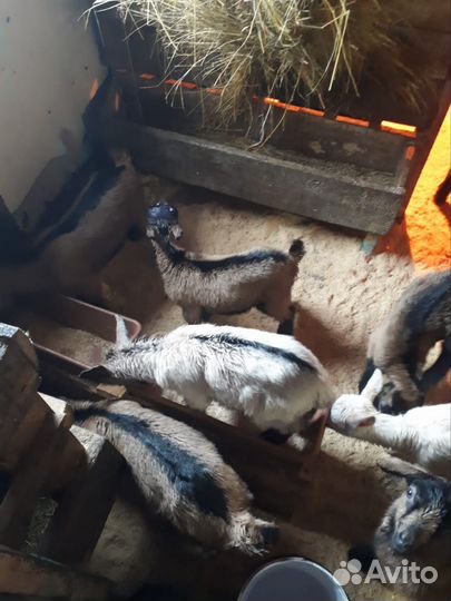 Козлята Чехи