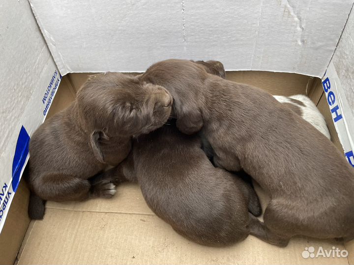 Щенки курцхара