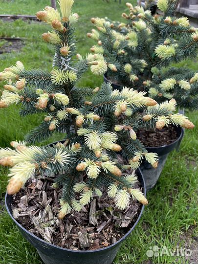 Ель Белобок, редкие хвойные