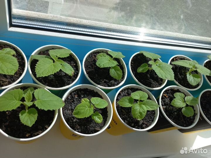 Саженцы павловнии