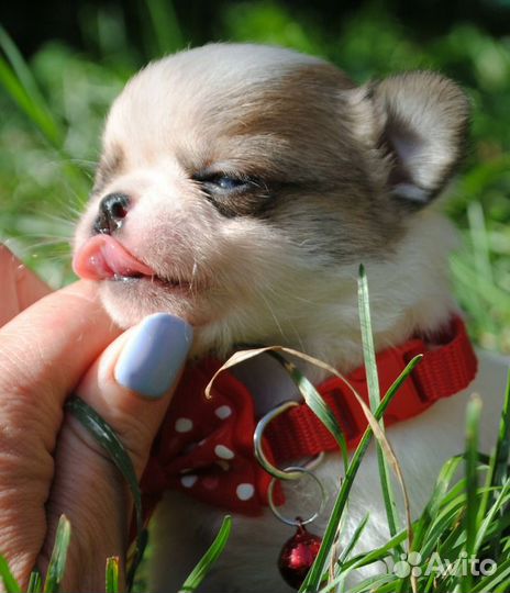 Очаровательный мальчик чихуа на фото