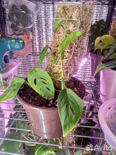 Антуриум, монстера