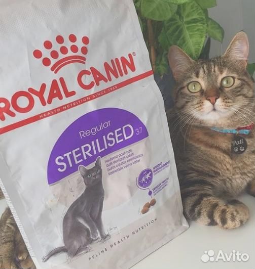 Корм сухой роял канин для кошек Royal Canin сухой