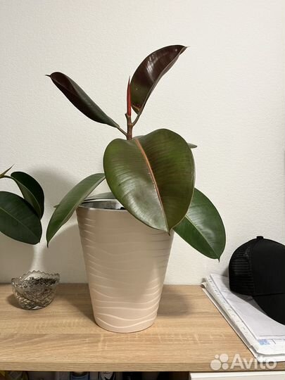 Фикус цынтыи