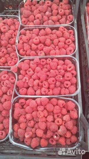 Саженцы малины полька