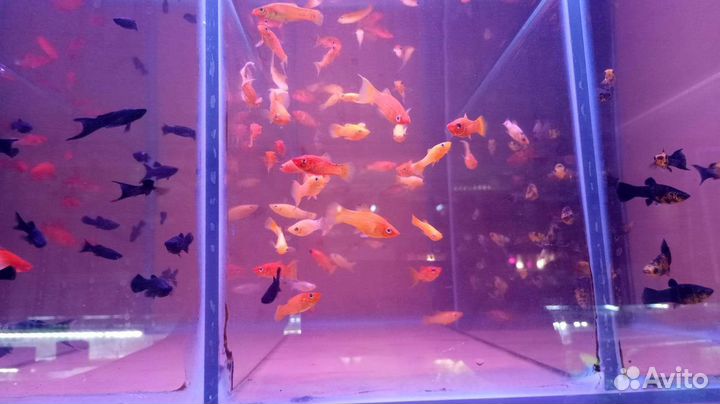 Аквариумные рыбки и растения в магазине м.Беляево