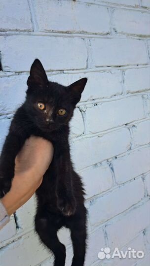 Котята от кошки крысоловки