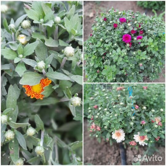 Хризантемы мультифлора