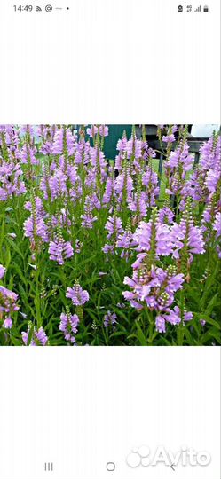 Многолетние цветы:гейхера,физостегия, флокс