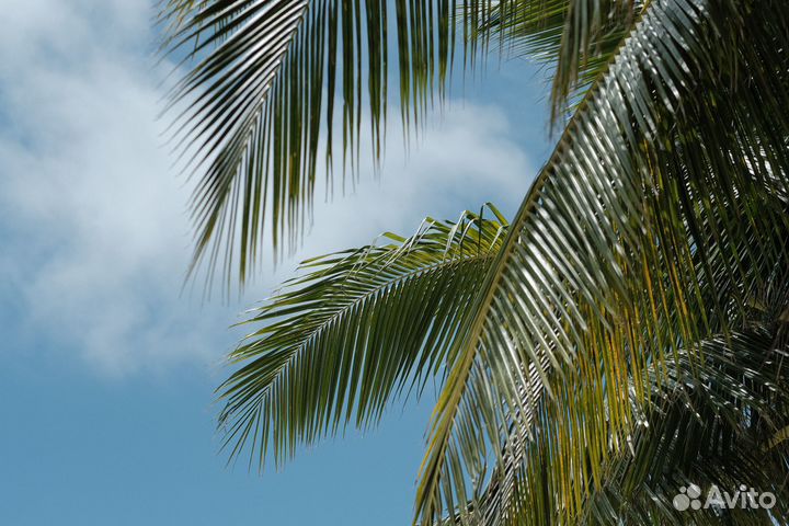 ОАЭ на все включено