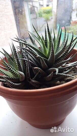 Хавортия полосатая