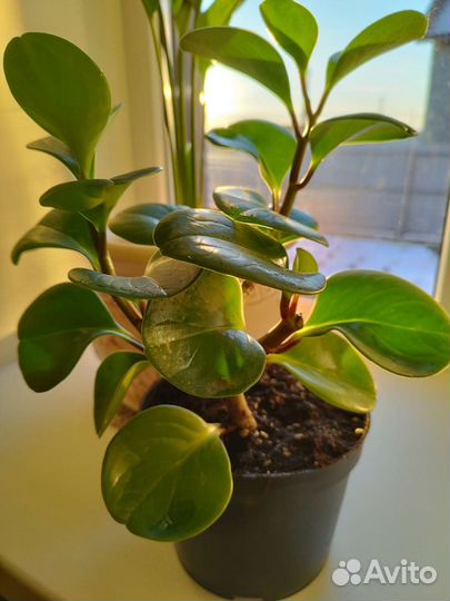 Пеперомия туполистная