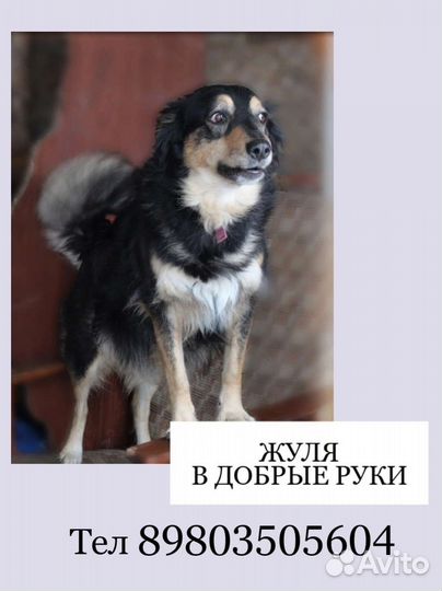 Жуля ищет дом