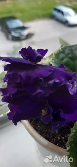 Фиалки сортовые крупноцветковые