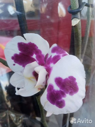 Орхидея, Антуриум, гардения, гортензия