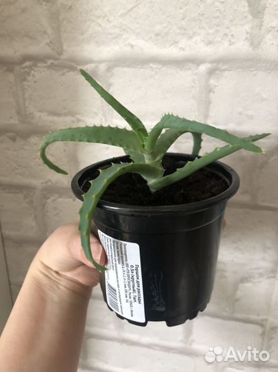 Алоэ столетник