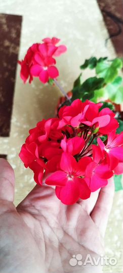 Пеларгония герань